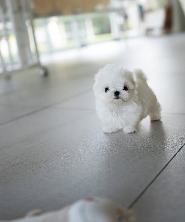 Puppies for Sale 