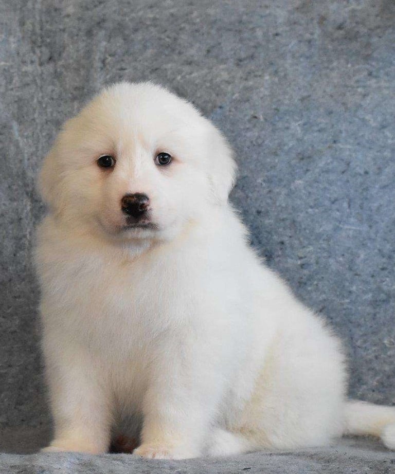 Puppies for Sale 