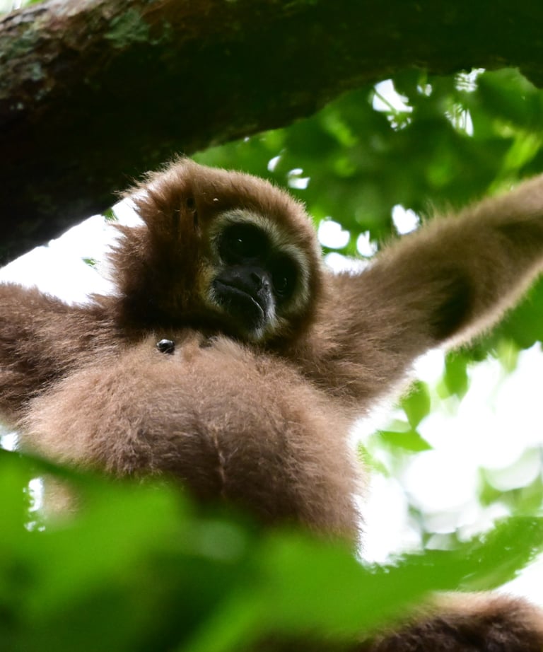 Sumatra Trip About Orangutan Bukit Lawang Trekking