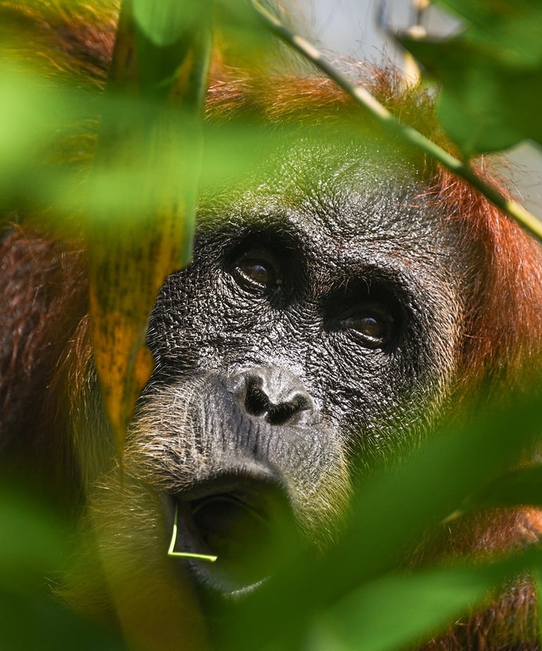 Sumatra Orangutan
