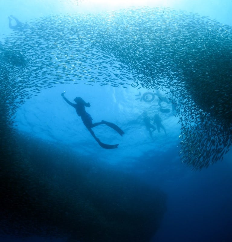 sardines-run-moalboal-cebu