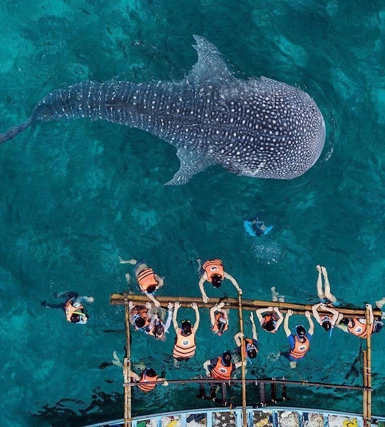 whale-shark-watching-oslob-cebu