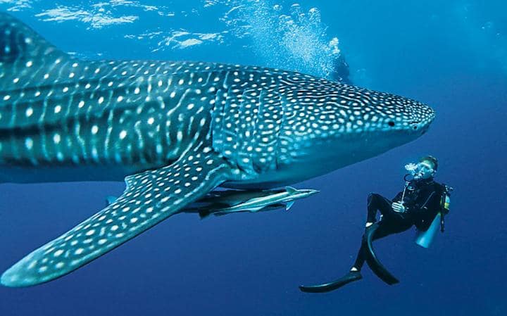 oslob-whaleshark-cebu