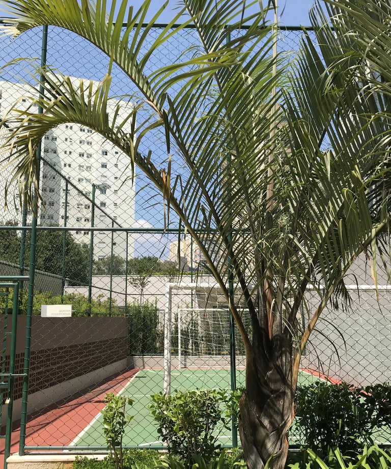 Rede Cobertura de Quadra em SP