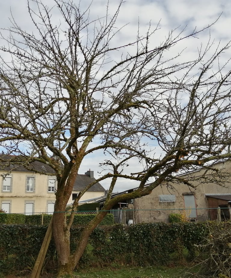 pommier après la taille d'hiver => plus d'air dans la couronne