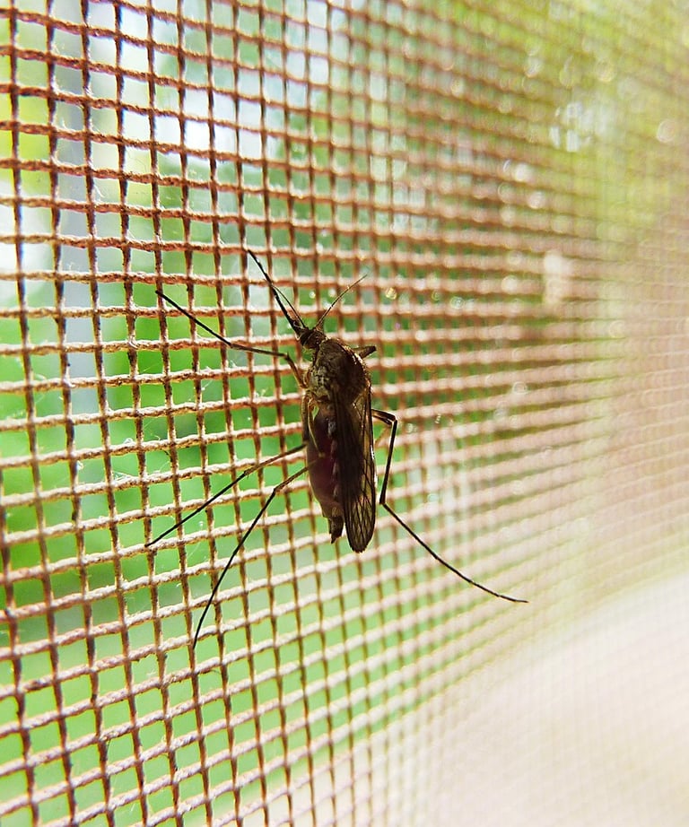 Mosquito Trapped behind a screen