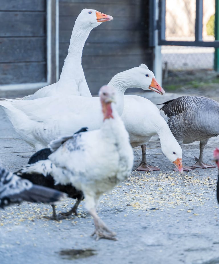 Animali dell'agriturismo tra cui oche, polli e tacchini