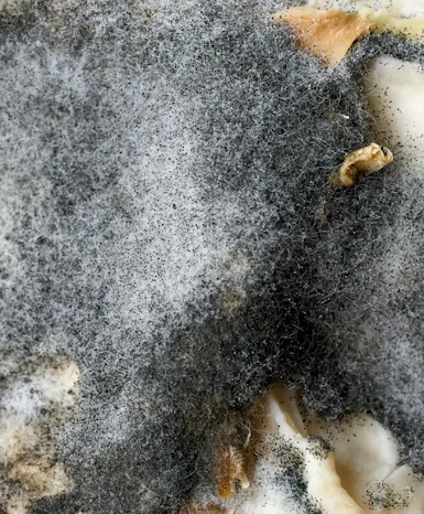 Extreme close-up of fuzzy black and white mold growth on decaying organic food matter.