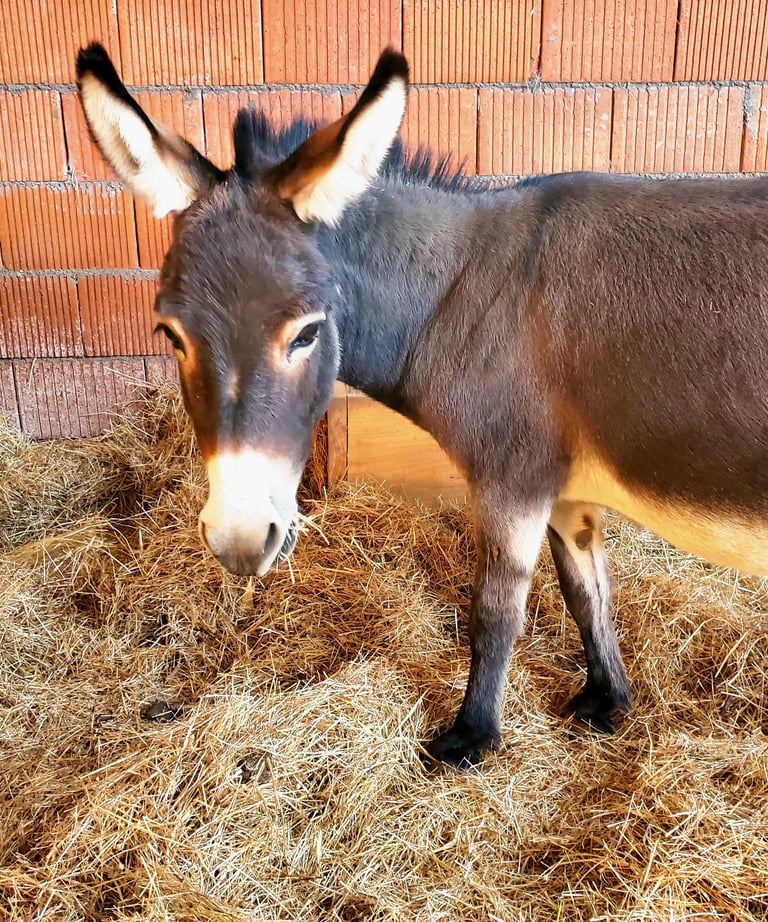 Âne miniature dans un étable mangeant du foin