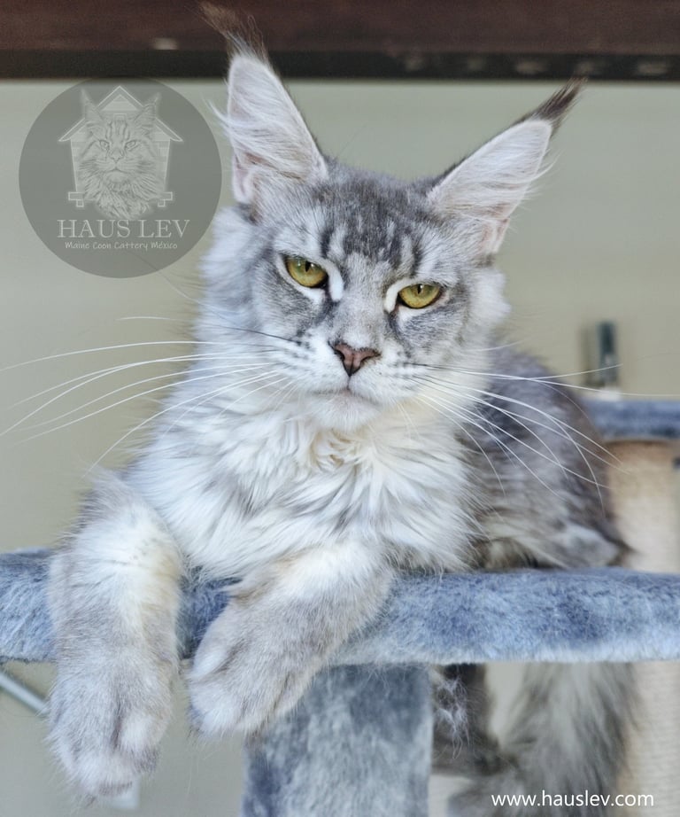Gato Maine Coon Hembra Silver Plateado en México