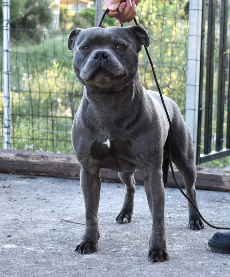 Staffordshire bull terrier blue pedigree enci fci grecalestaffs sicilia allevamento