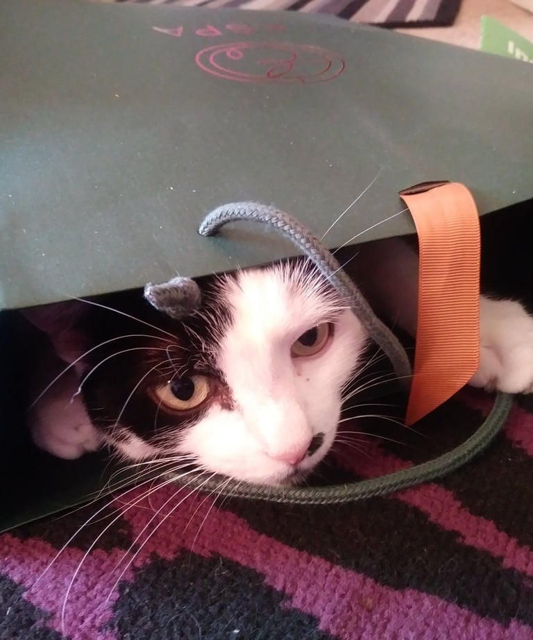 pet sitting doncaster