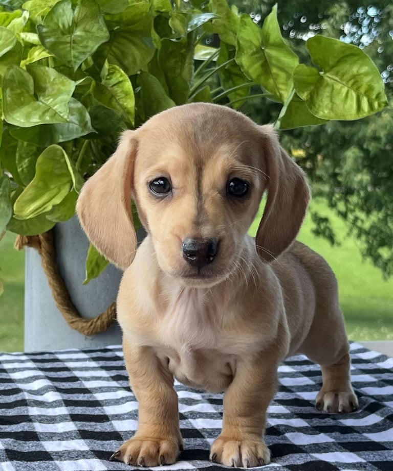 Dachshund Puppies for Sale
