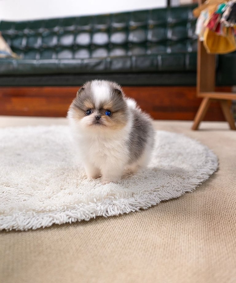 Teacup Pomeranian Puppies for Sale 