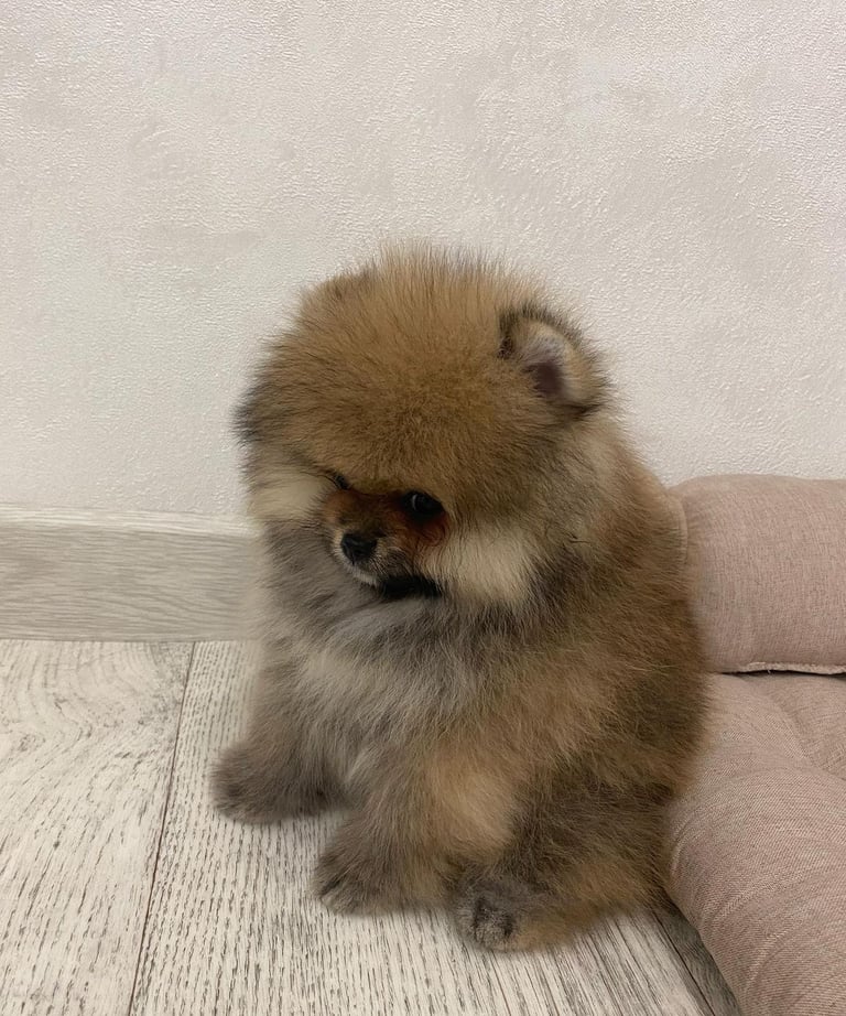 Teacup Pomeranian Puppies for Sale 