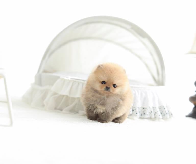 Teacup Pomeranian Puppies for Sale 