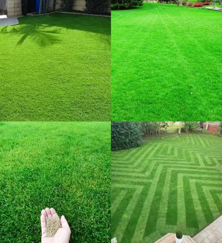 lawn grass suppliers in Rajahmundry