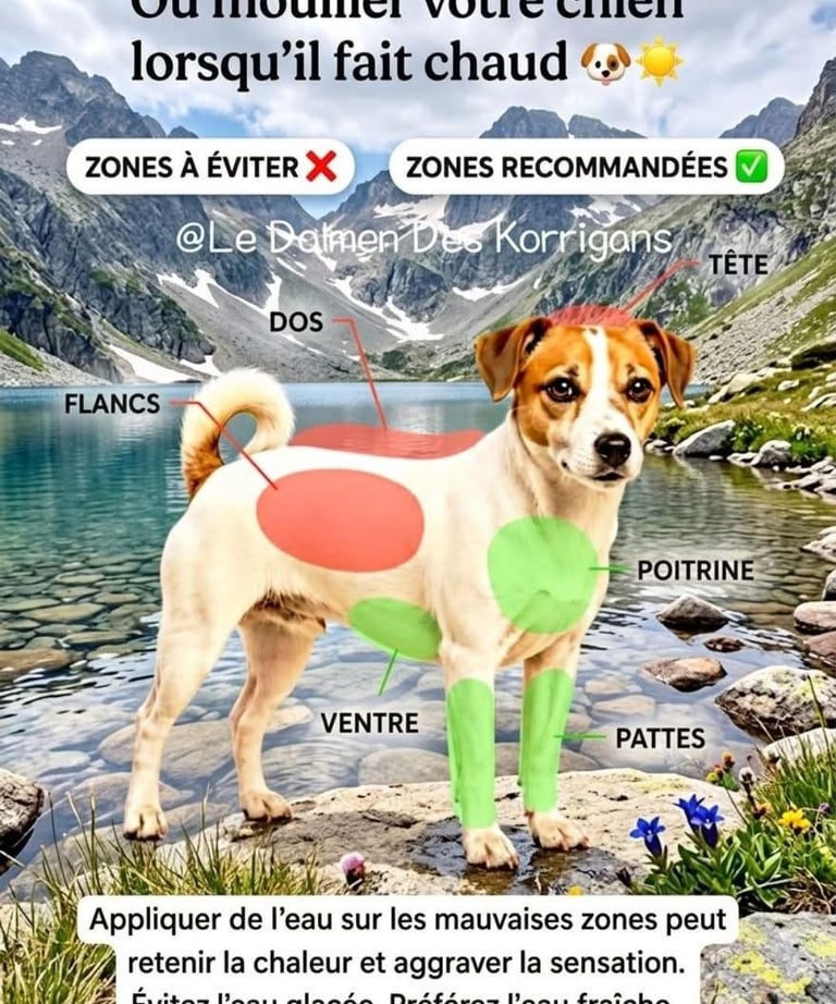 Comment rafraichir son chien en été
