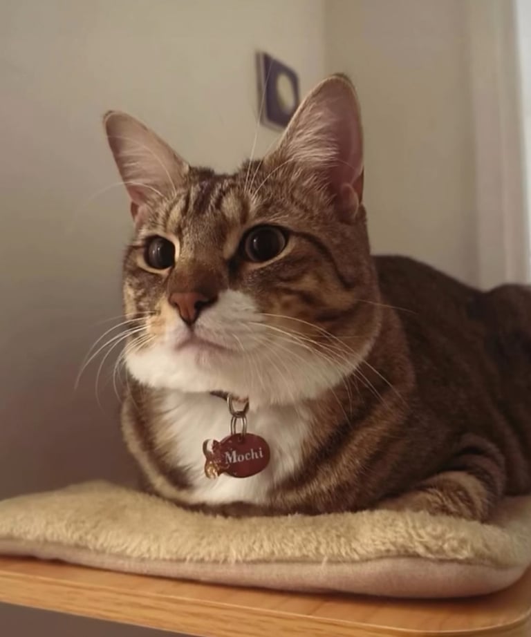 médaille chien et chat, teckel, chihuahua