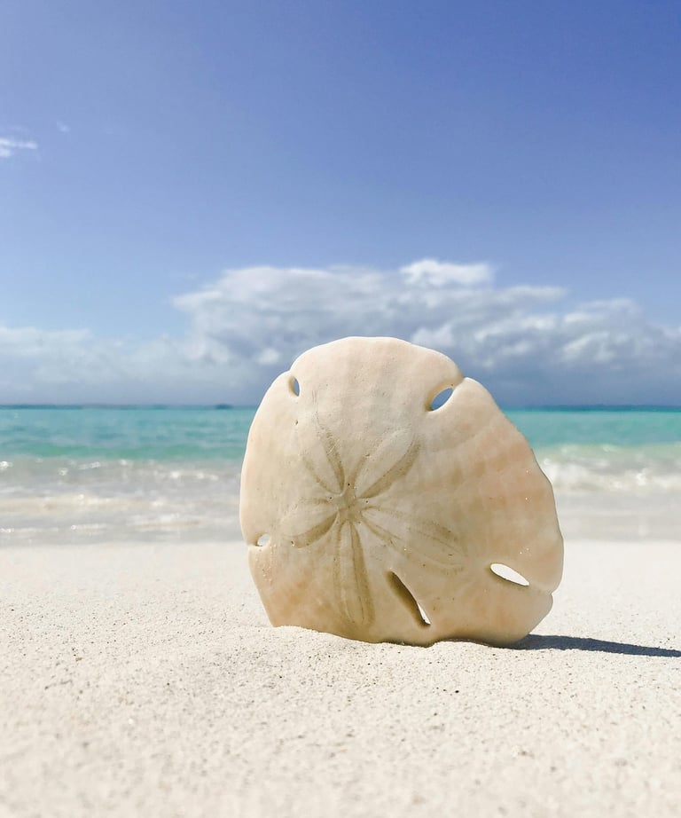 Sand dollar photo by Brandon James through Pexels.