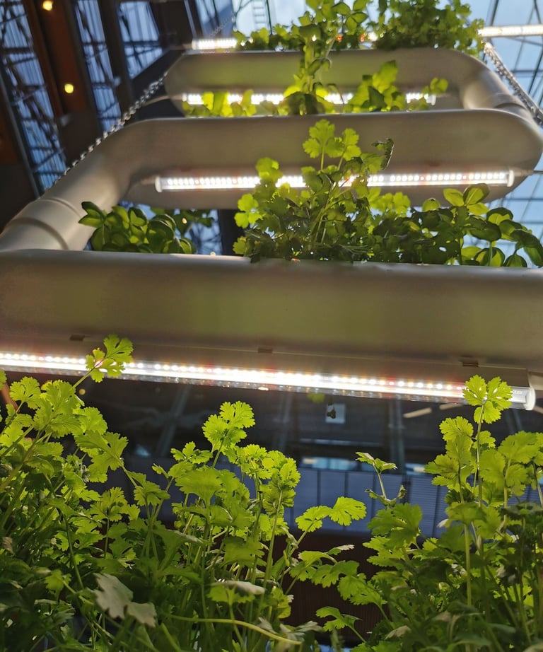 jardin hydroponique en ville