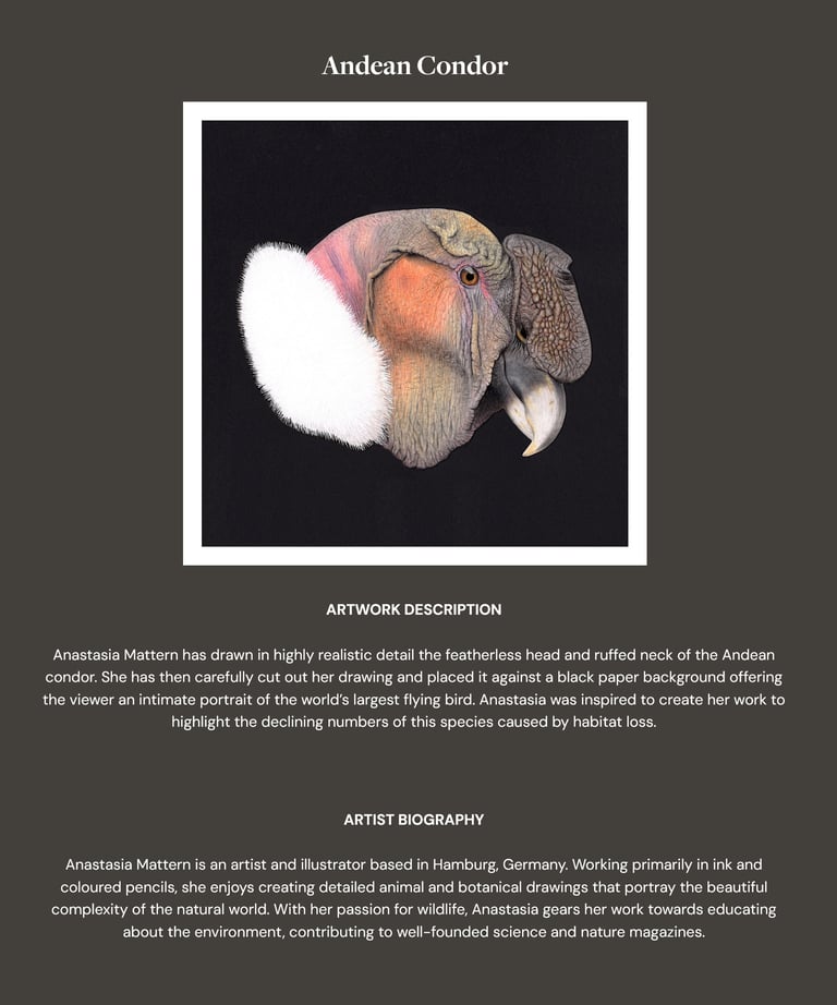 Wildlife Art Andean Condor