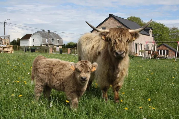Jeune veau Highland Cattle gris dans les pâturages du Domaine de Chôdes