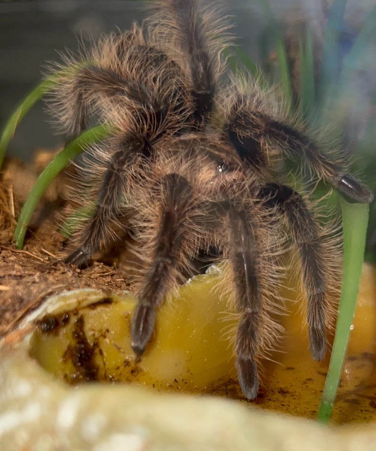 Curly Hair Tarantula