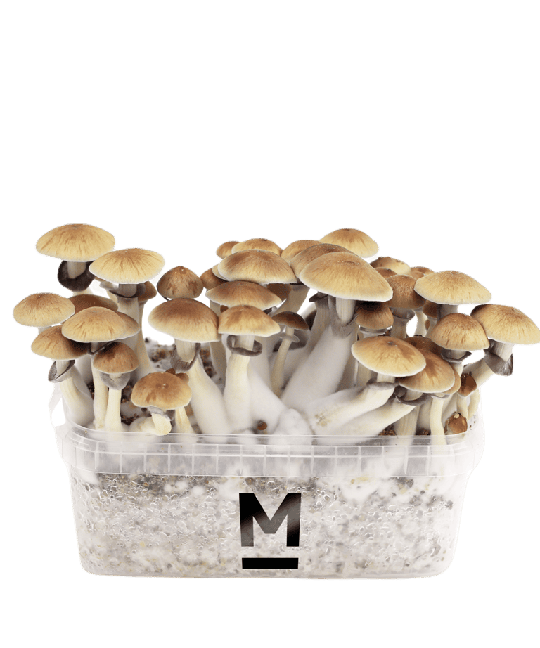 Magic Shrooms Malta