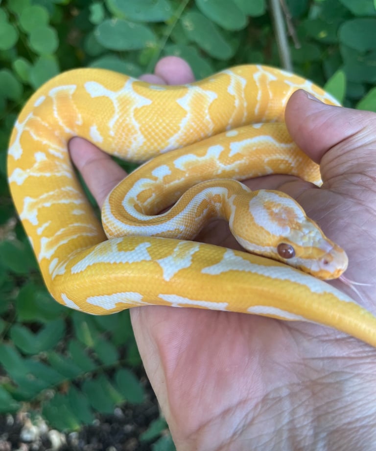Ball Python Breeder