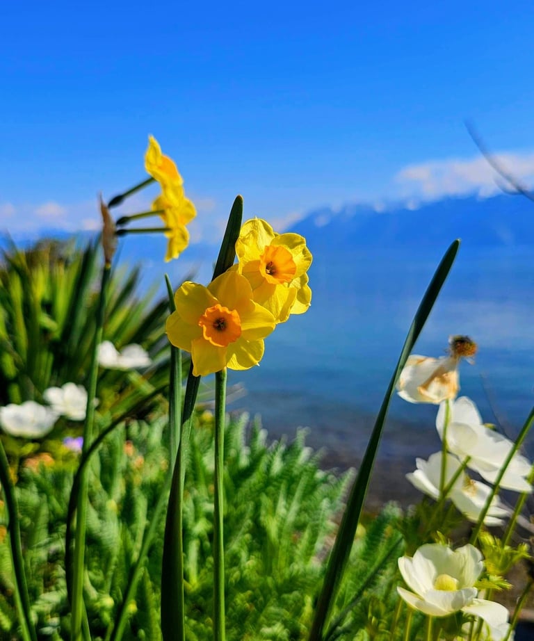 a yellow flower with a mountain in the background