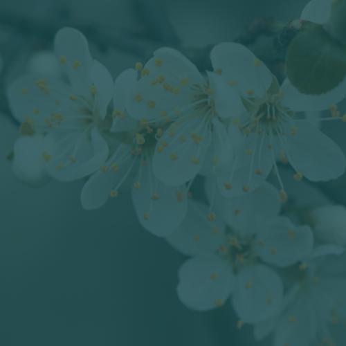 Garden Photography link