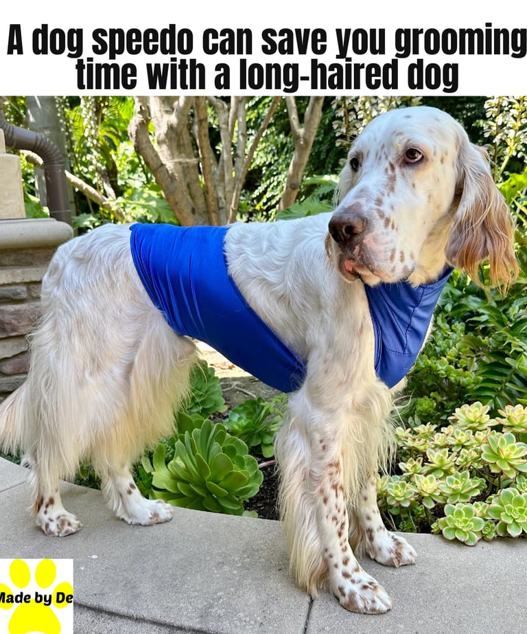 A long-haired English Setter wearing a blue dog speedo for grooming protection.