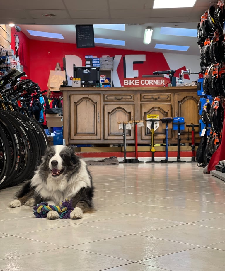 Image de l'interieur du magasin avec une bonne visibilité sur les vélos Lapierre et les pneus maxxis