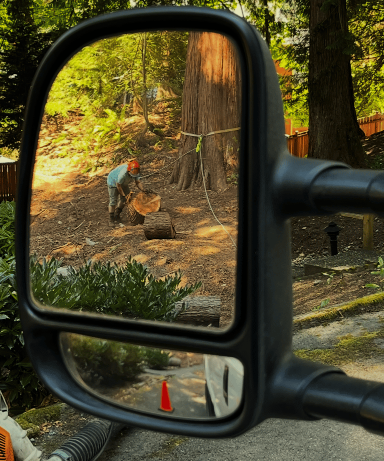 A crew member is hauling away material after a tree removal in Woodinville, Washington