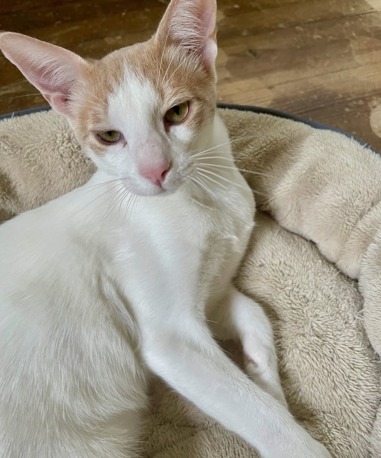 Caramello- Male Arabian Mau (born March 2025)