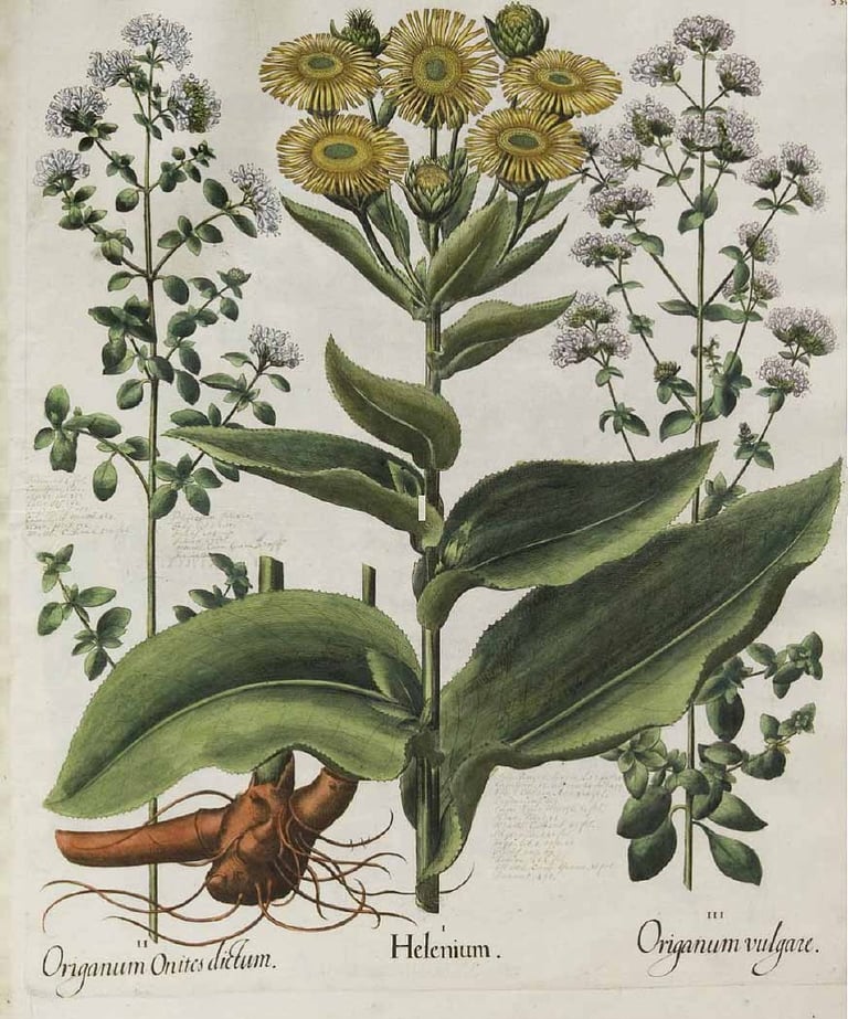 Bessler, B., Hortus Eystettensis (1613)