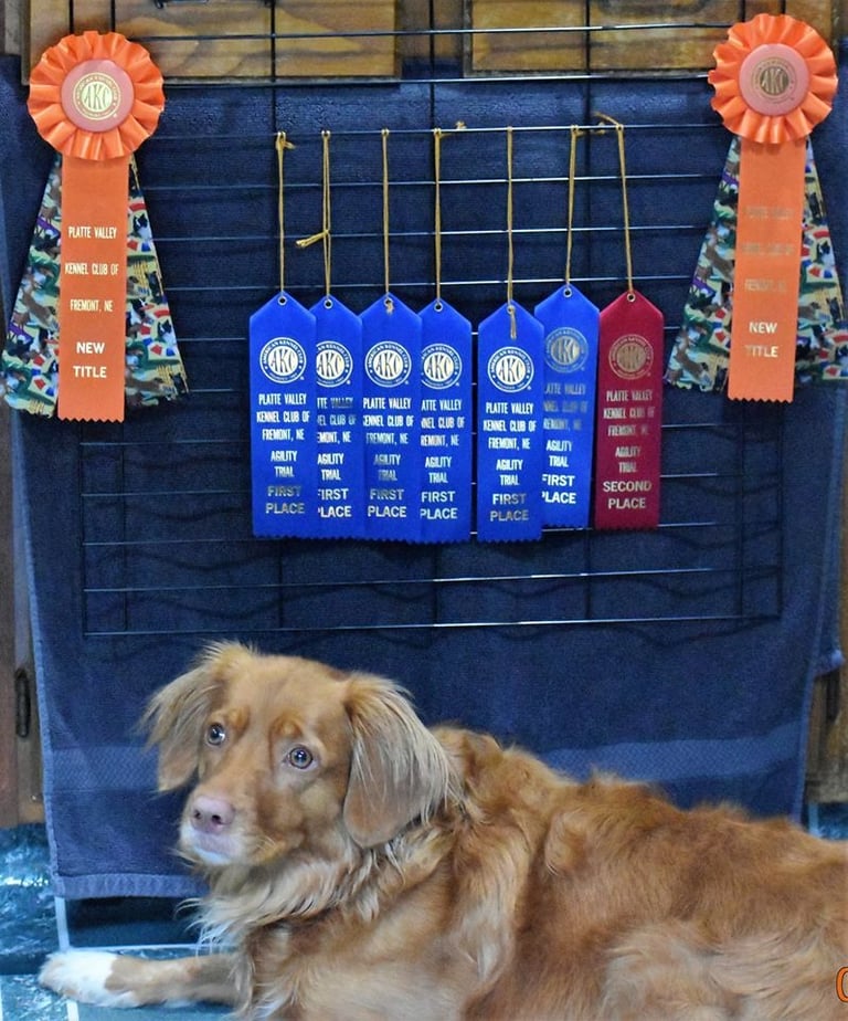 Mojo, Nova Scotia Duck Tolling Retriever, MACH