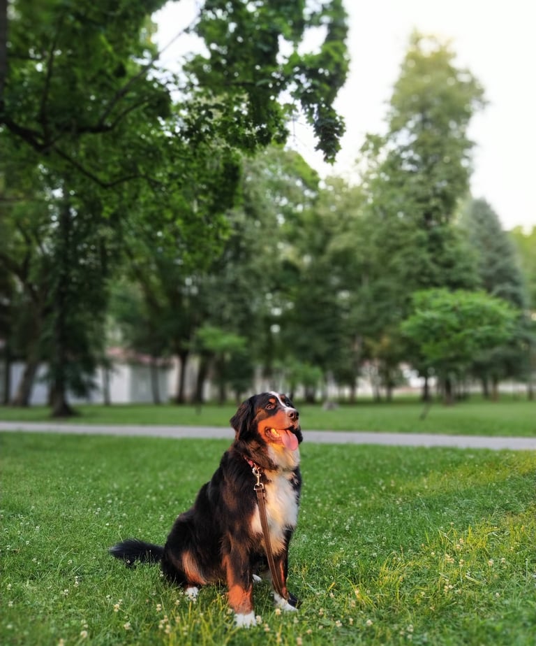 Berno zenenhundė Luna dresūroje