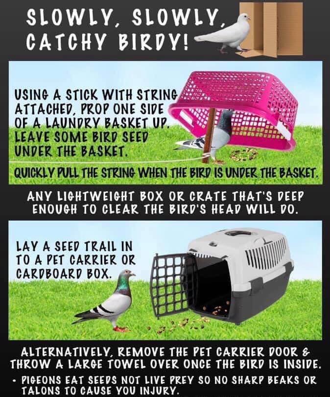 image showing various ways to catch a pigeon in need of rescuing