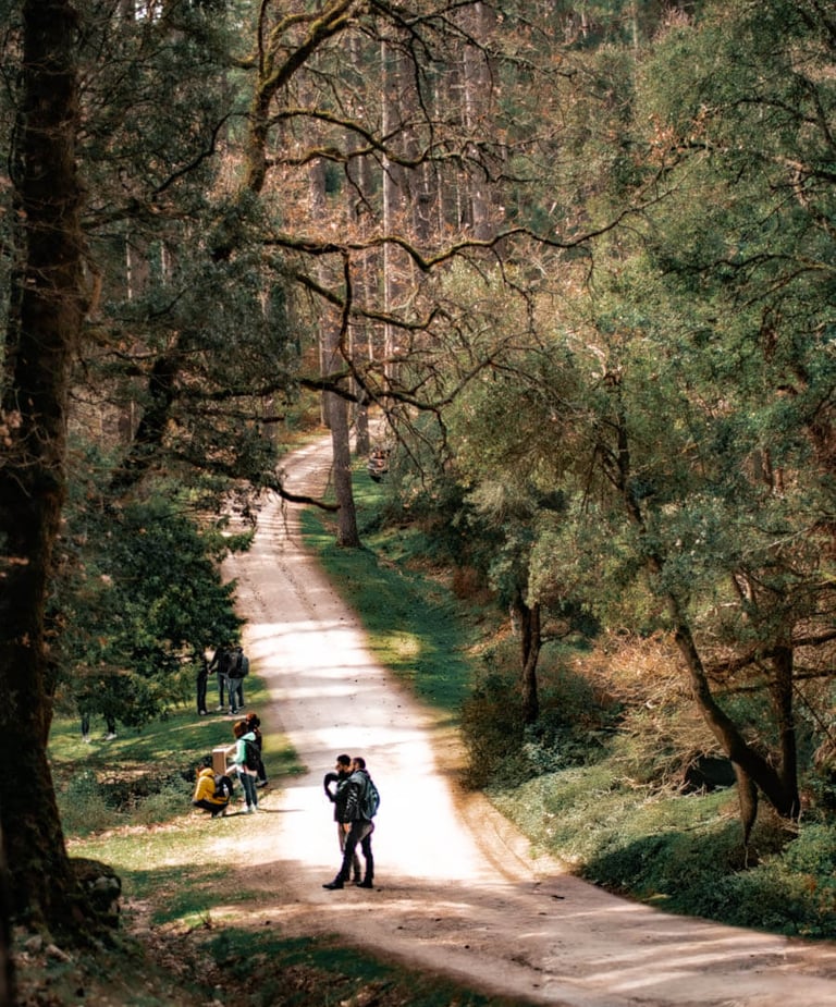 Explore the unspoiled nature of Foresta Fiorentini near Bultei, Sardinia. Ideal for slow walks.