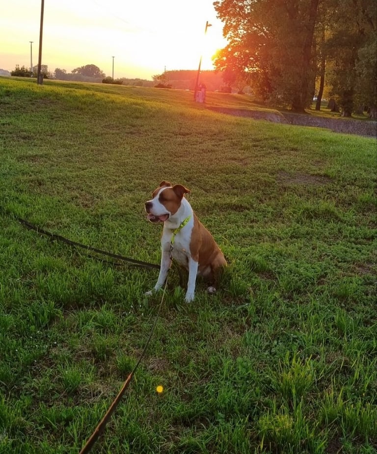 the dog is sitting in the meadow