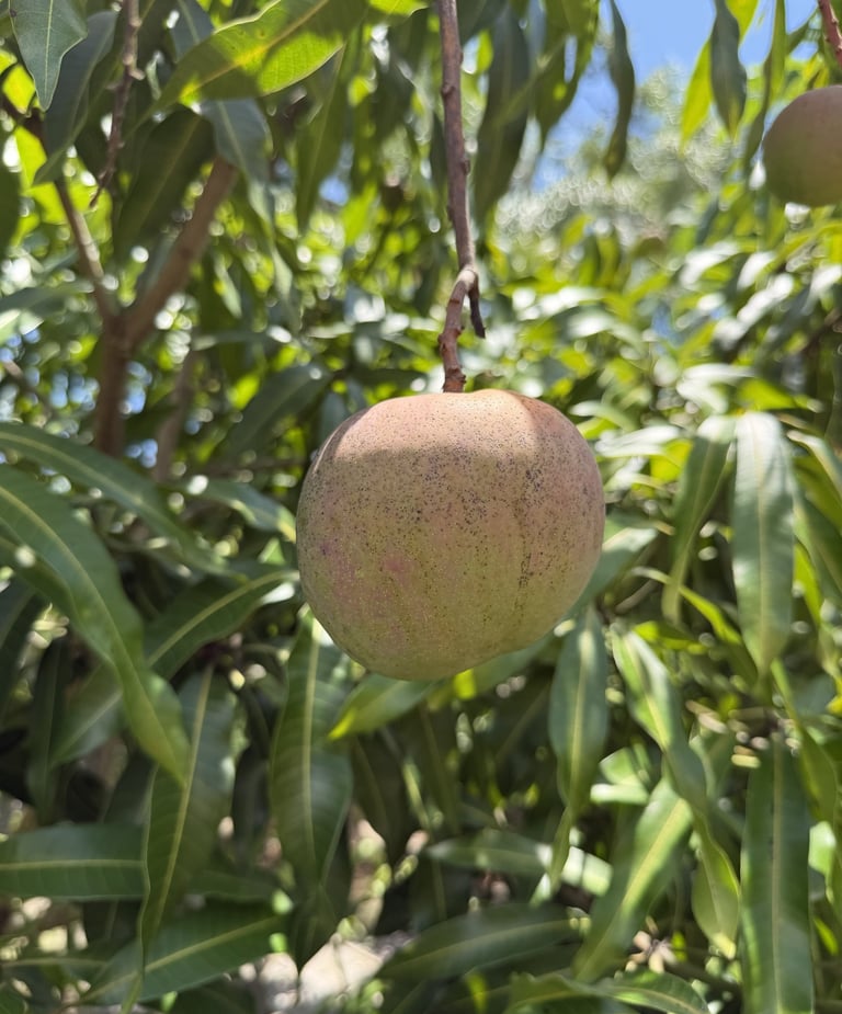 A single, growing 'Dwarf Hawaiian' mango growing in sub-tropical Miami.