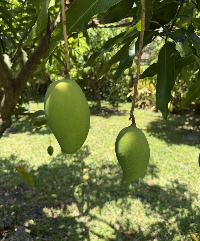 Two unripe 'Lemon Zest' mangoes hanging from a tropical tree branch in sunny Luro Grove, South FL.