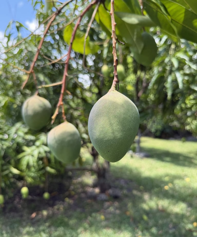 Young, developing 'M-4' mangoes hanging from a tropical tree branch in sunny Luro Grove.
