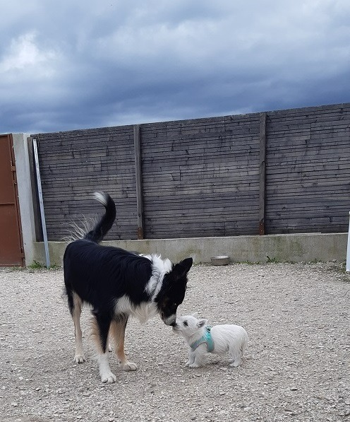 A black and white Border Collie and a small white Westie puppy touching noses in a gravel yard.