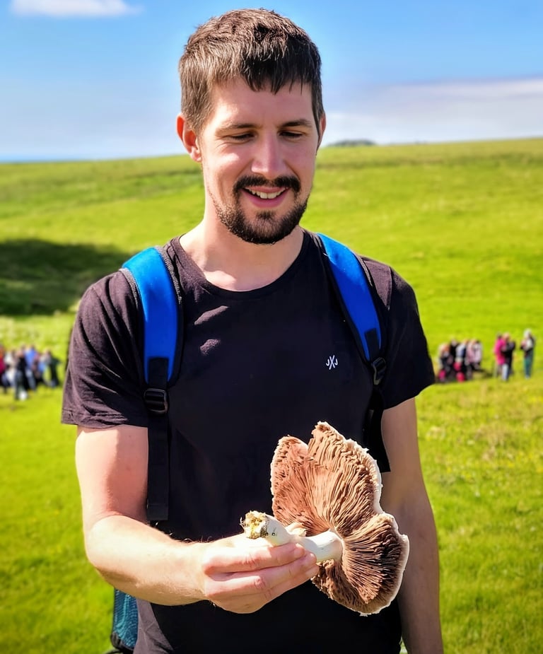 a man holding a mushroom in a field. Horse Mushroom or Agaricus arvensis