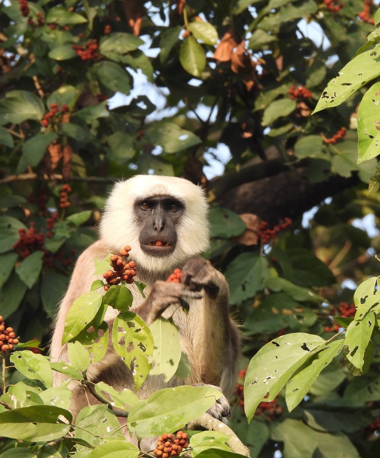 langur eating fruit in Bardiya