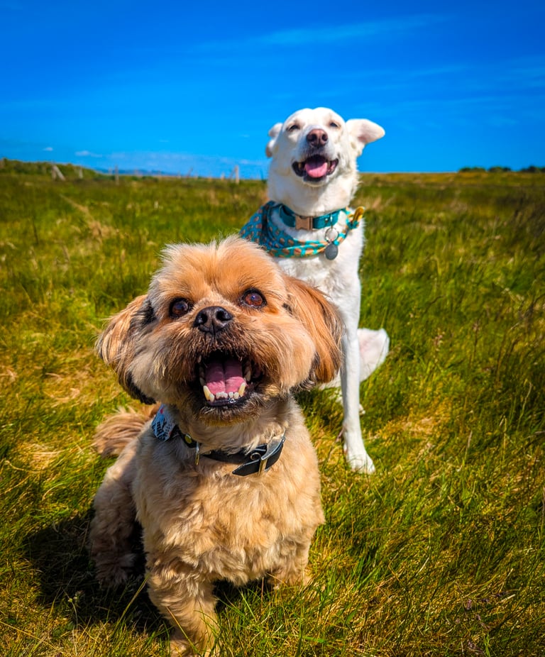 Freddie and Skye enjoying a sunny group dog walk in Edinburgh