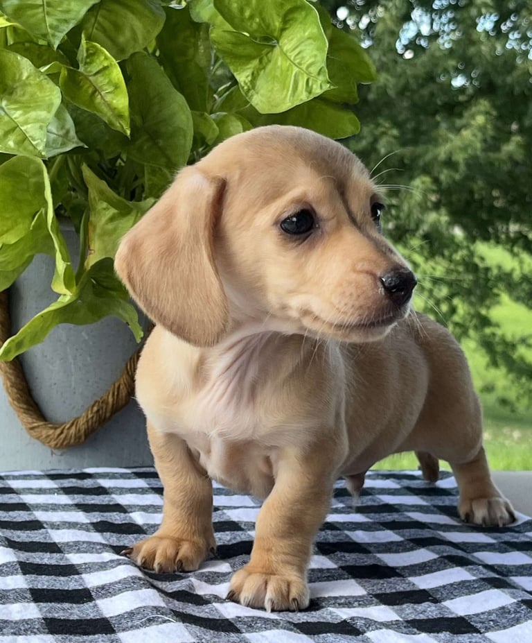 Dachshund Puppies for Sale